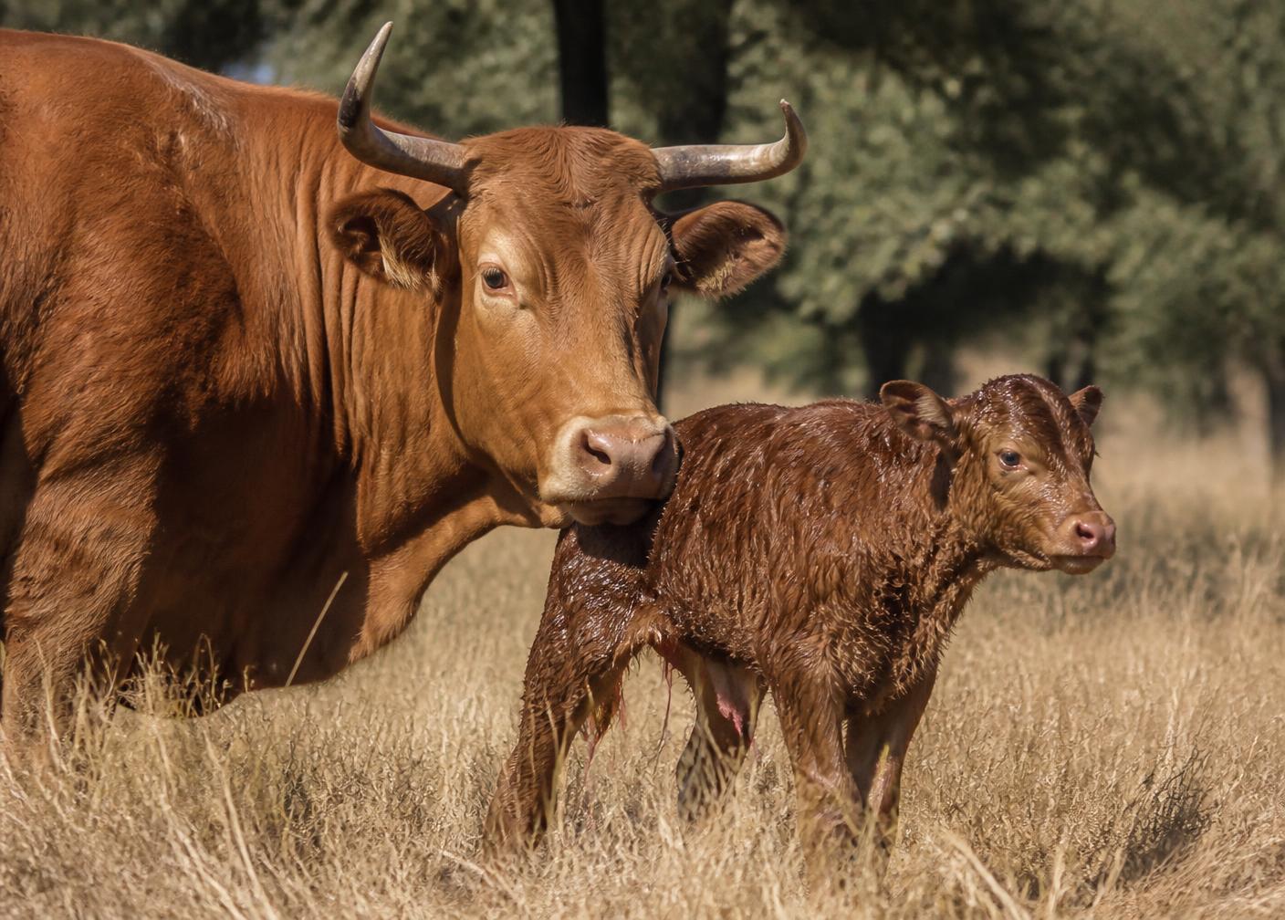 Vaca con su becerro recién nacido en la dehesa